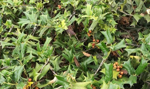 满山的猫儿刺,养成盆景城里人抢着养,圣诞节装饰更有创意