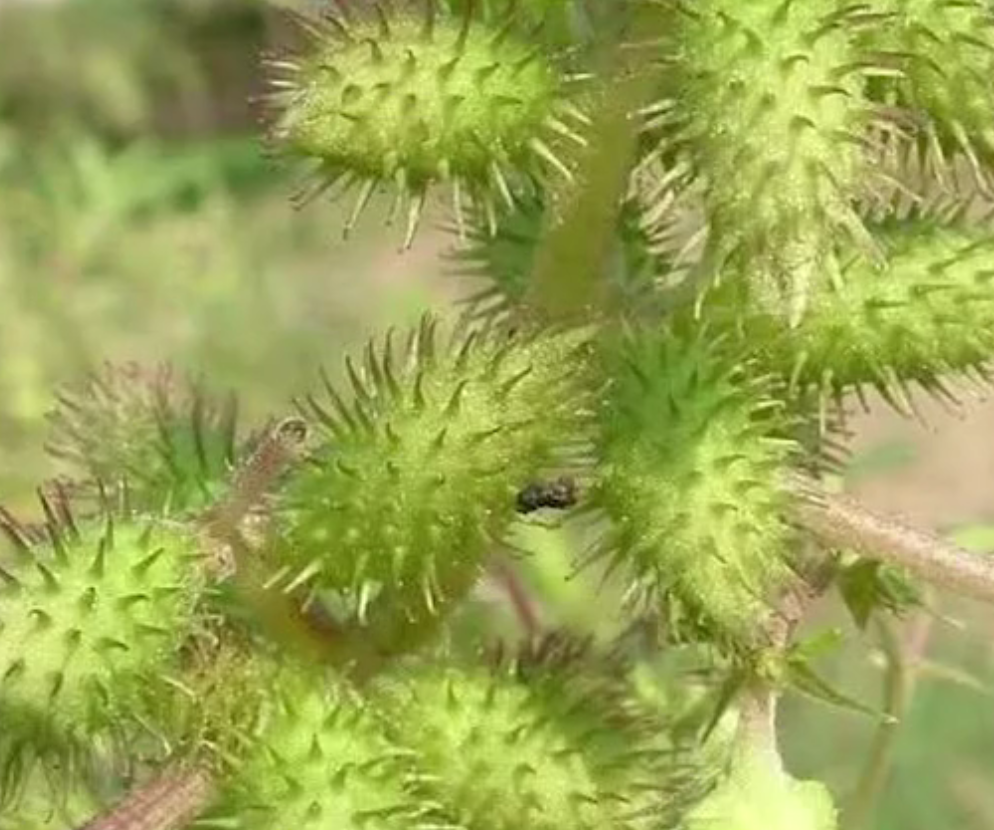 农村一种会粘人的野草让人又厌又爱你们见过这种野草吗