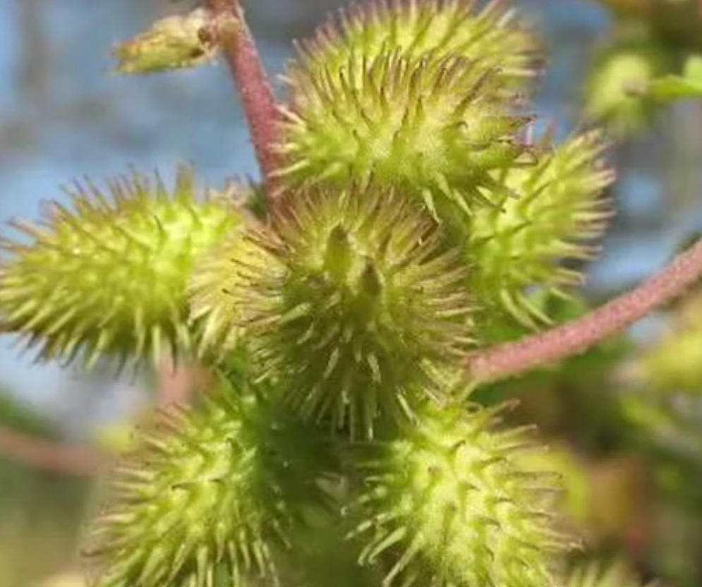 农村一种会粘人的野草让人又厌又爱你们见过这种野草吗