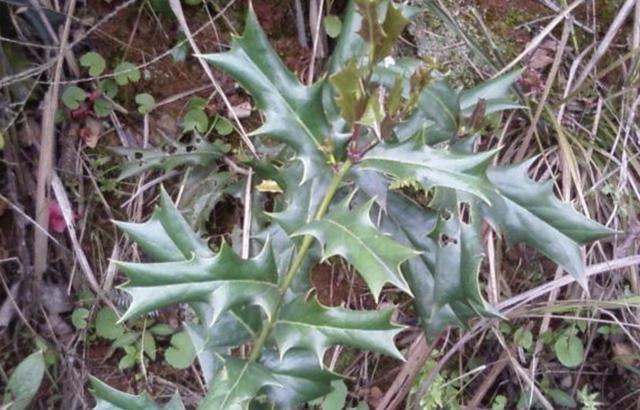 满山的猫儿刺,养成盆景城里人抢着养,圣诞节装饰更有创意