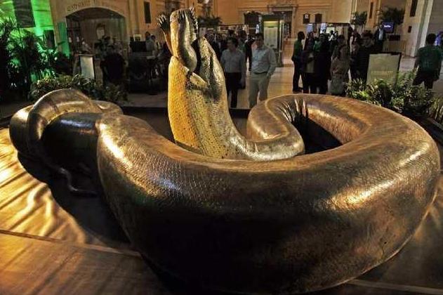 人类确认在地球上存活过的最大蟒蛇,重一吨体长超过12米|泰坦|巨蟒|体