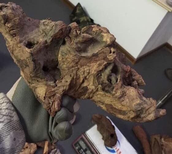 小伙买走没人要的长毛木头切开后截面紫得流油木头值百万