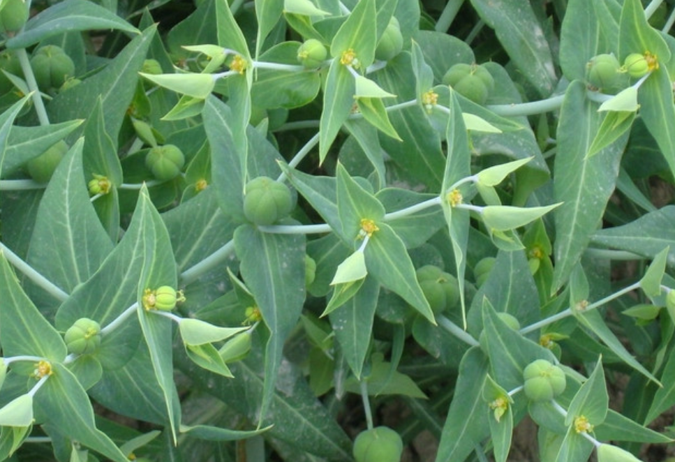 农村一种有毒的千金子长得像怪味豆却有抗菌的药效