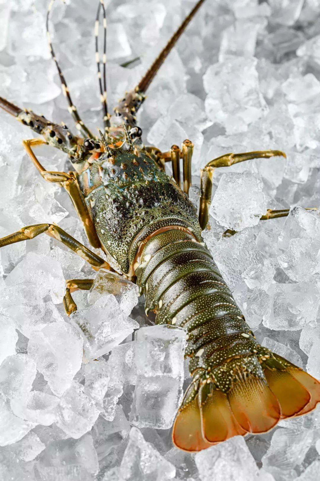 每天限量的小青龙一份完美的龙虾披萨,当然少不了饼底的功劳.