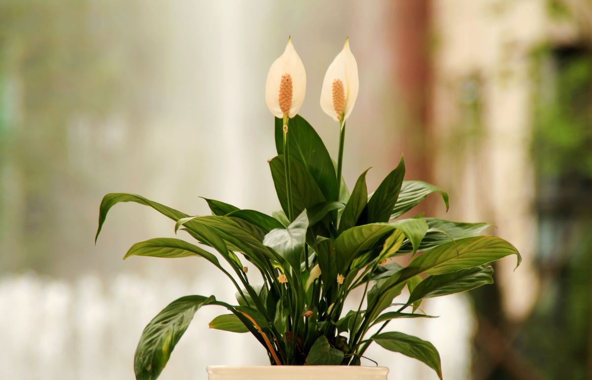 叶片|白掌|虎皮兰_新浪新闻