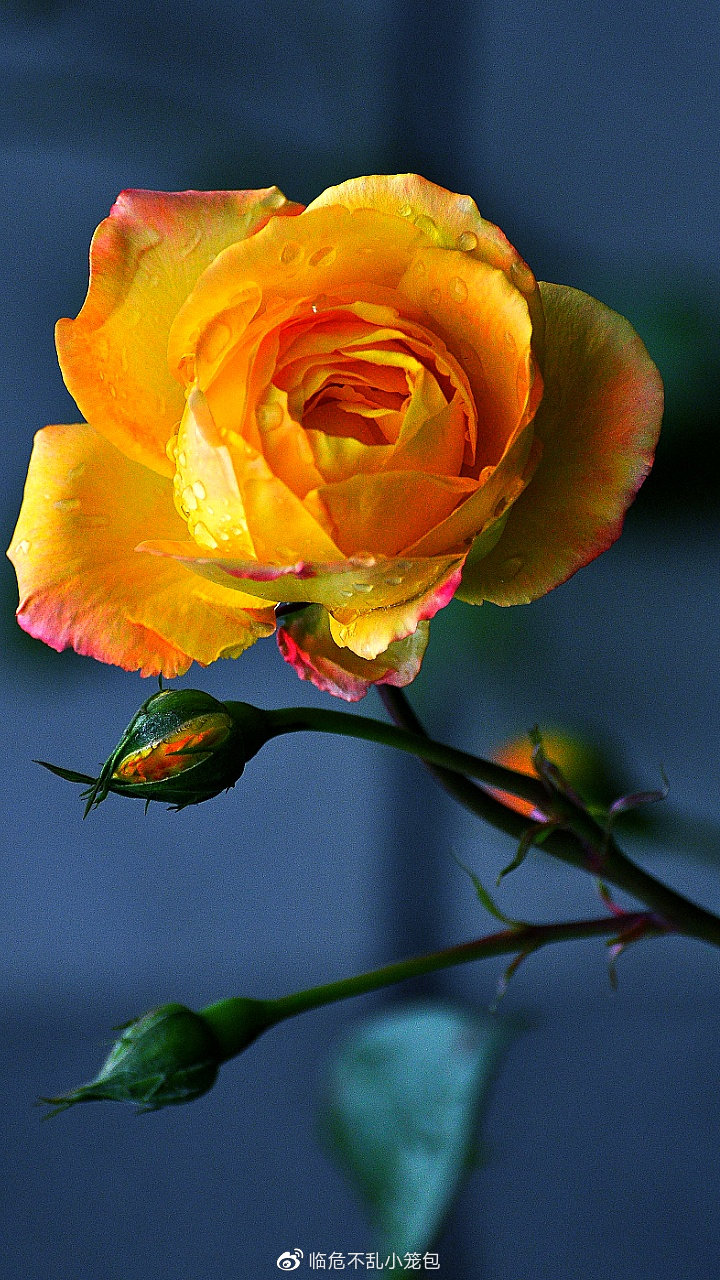 所有漂亮的月季花手机壁纸