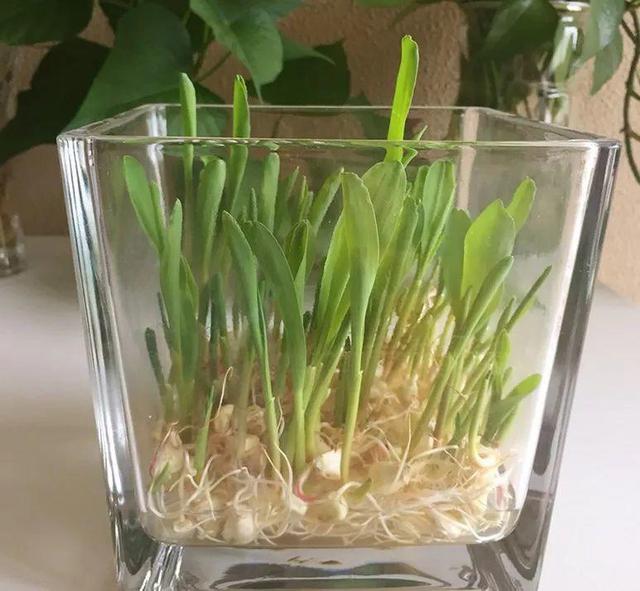 3,等水培玉米棒发芽长叶后,将塑料瓶放在光照好的