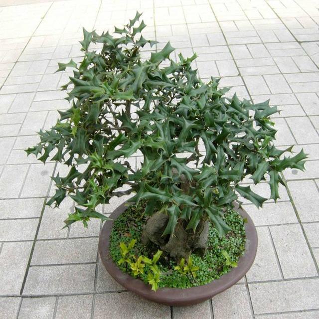 满山的猫儿刺,养成盆景城里人抢着养,圣诞节装饰更有创意