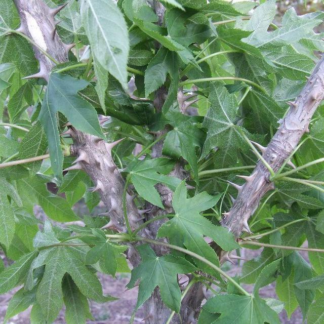 农村这种树全身长满"钉子",叶子能做菜但采摘难,一斤将近20元|刺楸