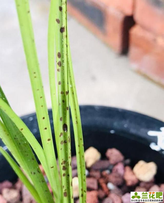 我们家的兰花叶子长黑斑,怎么办?