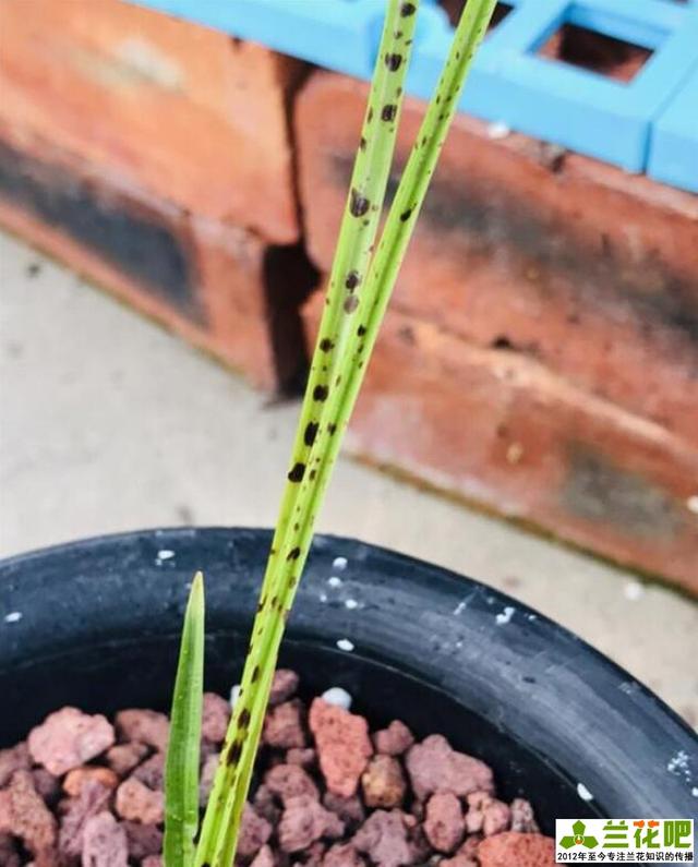 我们家的兰花叶子长黑斑,怎么办?