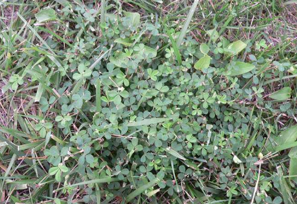 被农民忽略的鸡眼草,如今是一种很好的药材,有生津止咳的功效