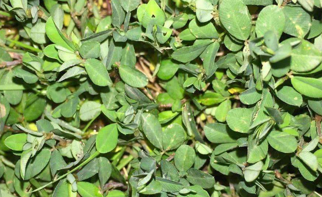 被农民忽略的鸡眼草,如今是一种很好的药材,有生津止咳的功效