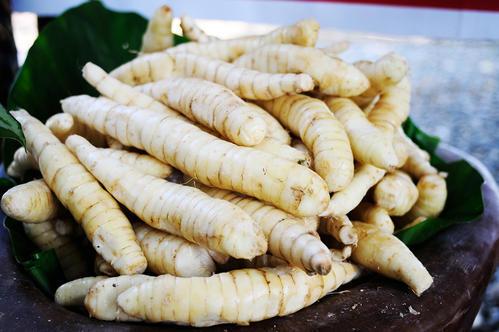 竹芋品种多叶片颜色五花八门,挖出根茎还能吃,你见过吗?