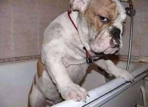 不,我觉得狗狗生气的样子更好看