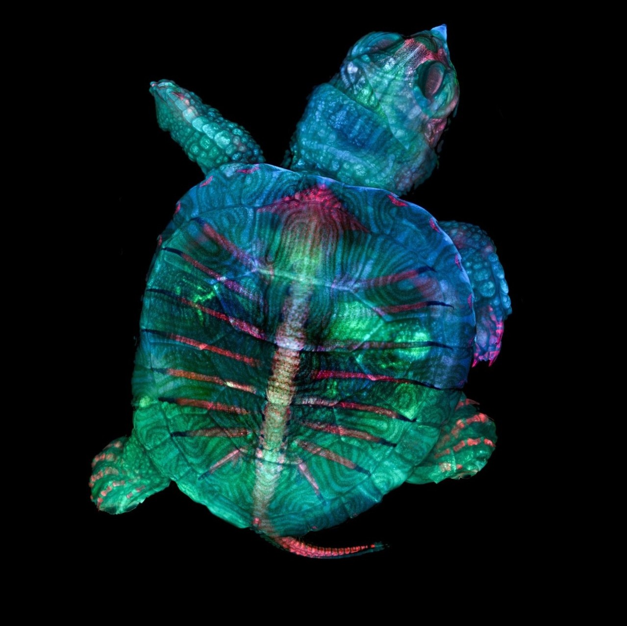 小动物活体荧光成像图片