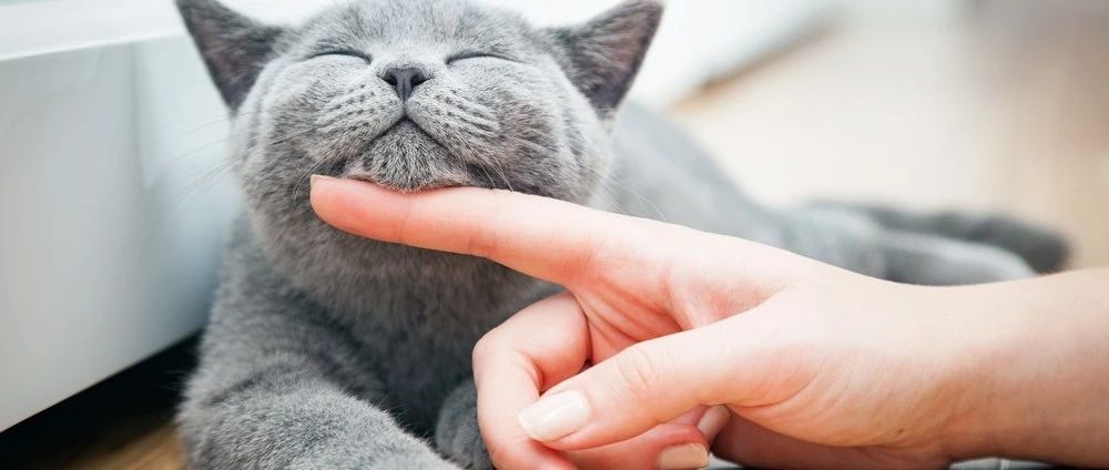 吸猫一时爽,一直吸猫一直爽!|吸猫_新浪新闻