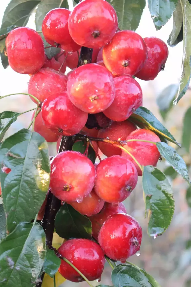 观赏,没有任何的作用,每年春天到夏天的时候会开花,粉色的花瓣很漂亮