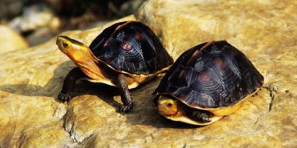 以黄磷为食遇到烈日会自燃赤焰金龟真的存在吗