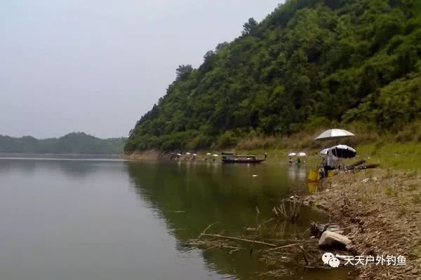 水库手竿钓鲤鱼,钓位应该这样选!