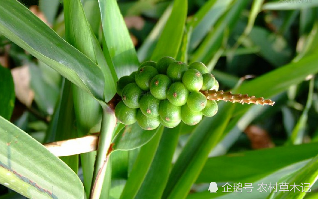 果实别忽视,目前75元一斤,见到请珍惜|竹子|果实|淡竹叶_新浪新闻