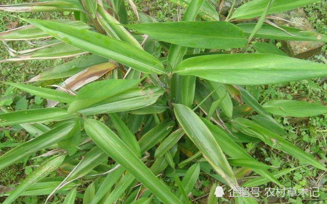 山里一种野竹子果实别忽视目前75元一斤见到请珍惜