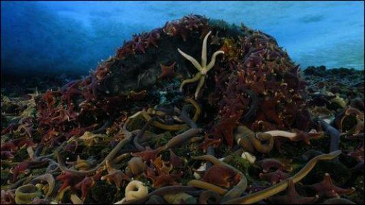 南极巨虫专吃腐烂的食物,南极巨虫对人类有危害吗