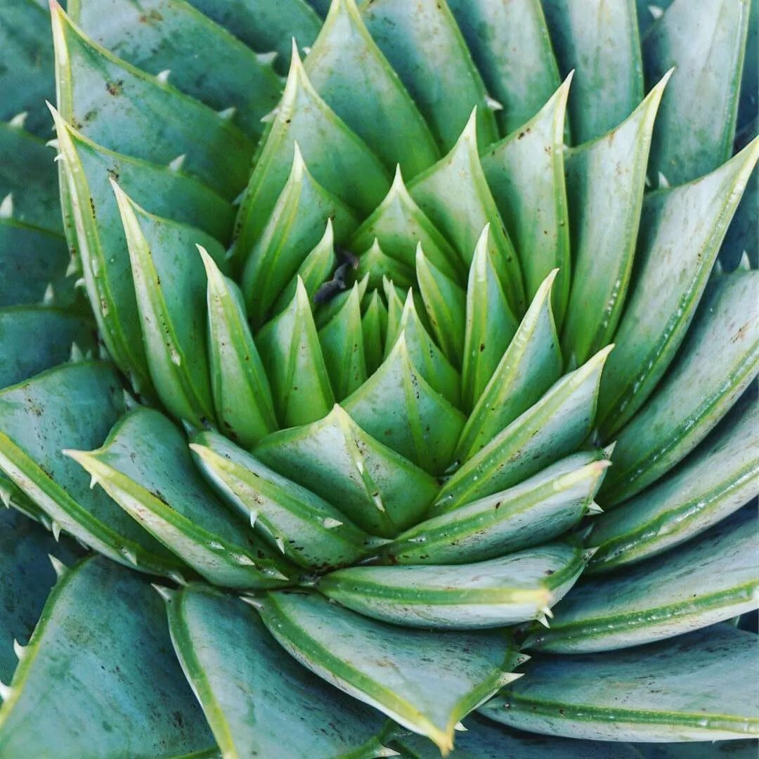 具有几何美感的一种芦荟,价格虽贵,却有一大帮追随者