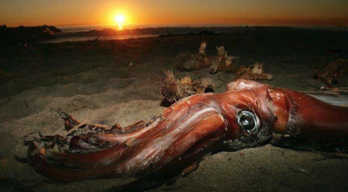 尼斯湖水怪又现身了?2019年出现7次,这次有人拍下清晰画面