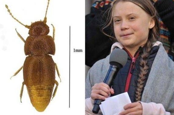 体长不足1毫米,无翅无眼甲虫被英博物馆名命为"通贝里"!