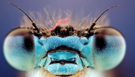 拥有复眼的生物能看到子弹路径吗研究员给出答案