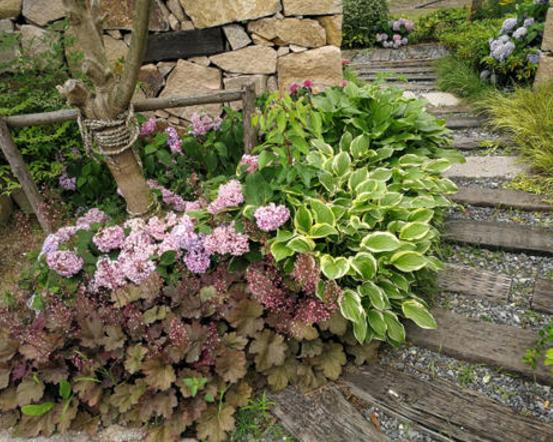 家中种点矾根草,耐寒好养活,四季都能变颜色,1盆能抵10盆花!