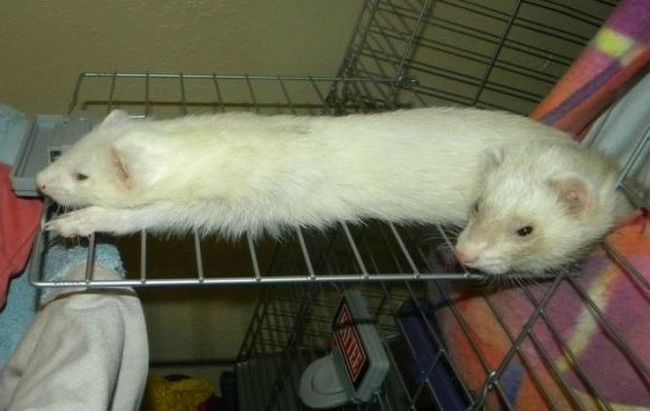 11张令人难以置信的照片,欺骗了单纯的我!