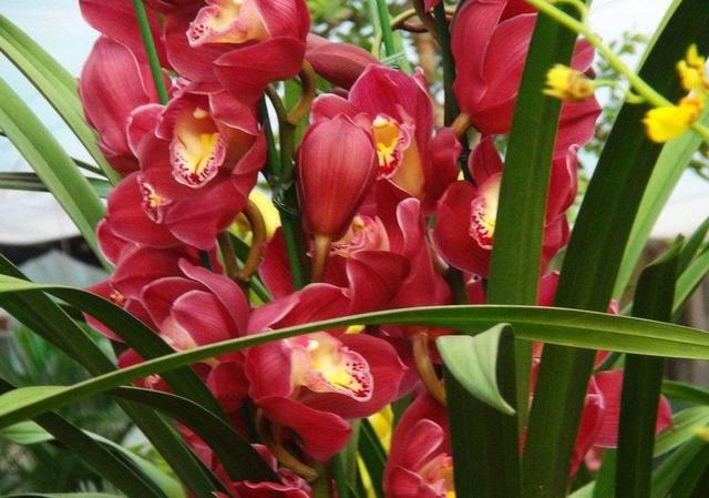 花大色艳花香浓郁养兰就养大将军开花爆盆一盆变多盆