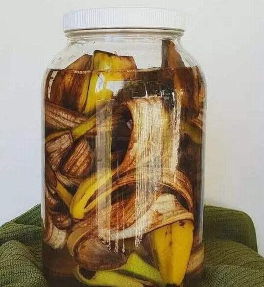 香蕉皮钾肥含量高,制成花肥真不错,养花效果好简单易得!