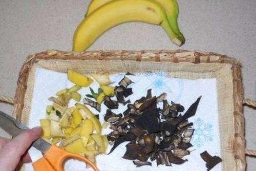 香蕉皮钾肥含量高,制成花肥真不错,养花效果好简单易得!