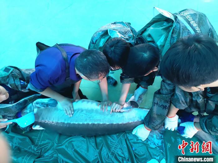 中华鲟的资料:2019年子二代中华鲟全人工繁殖取得成功 工作人员采集中华鲟鱼卵 吴川 摄