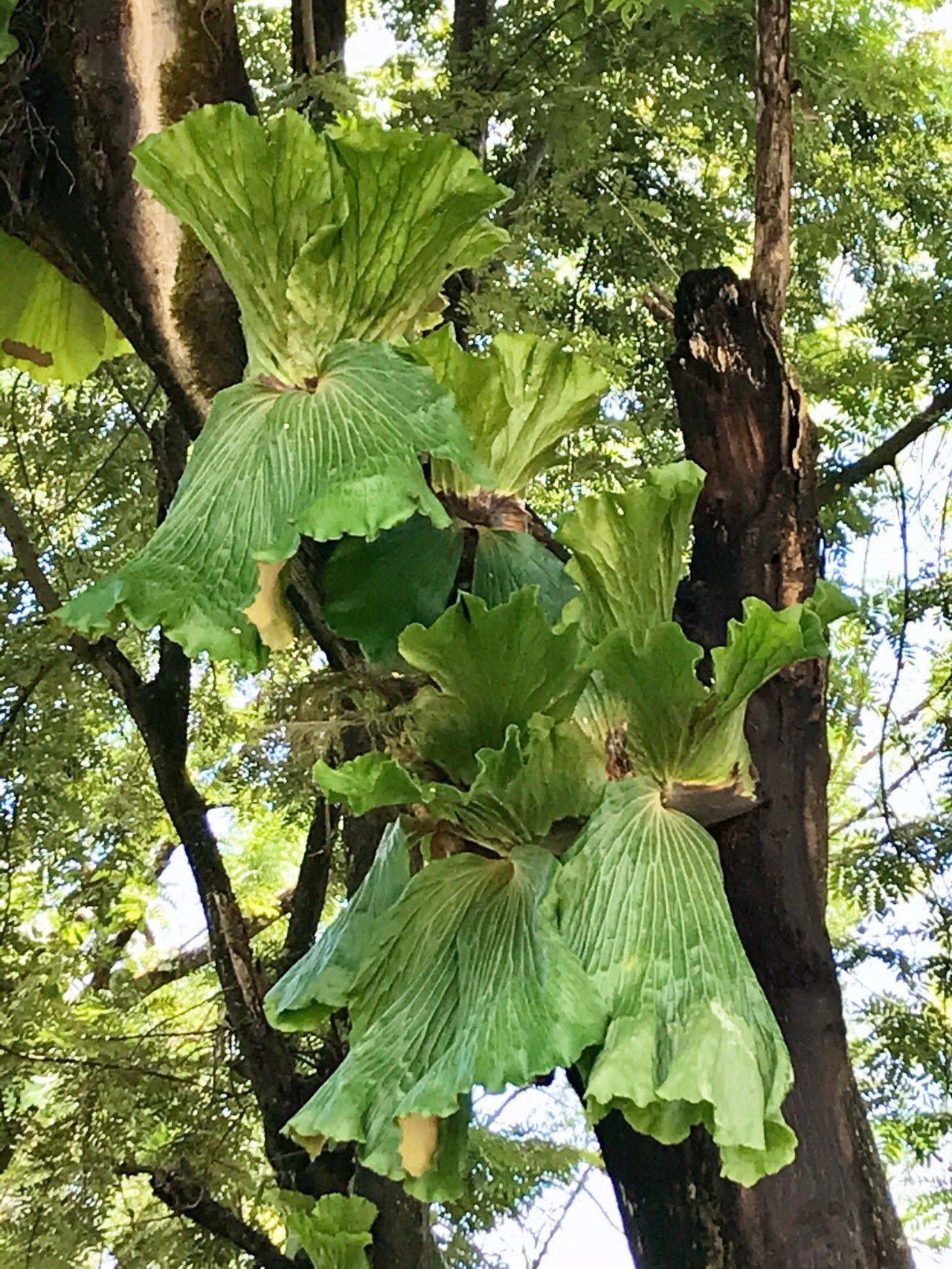 叶子长得像鹿角一样的蕨类植物,适合养树荫下