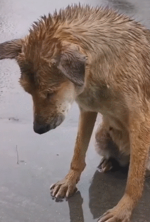 狗狗在雨里低头沉思,回忆起流浪的日子:太难了