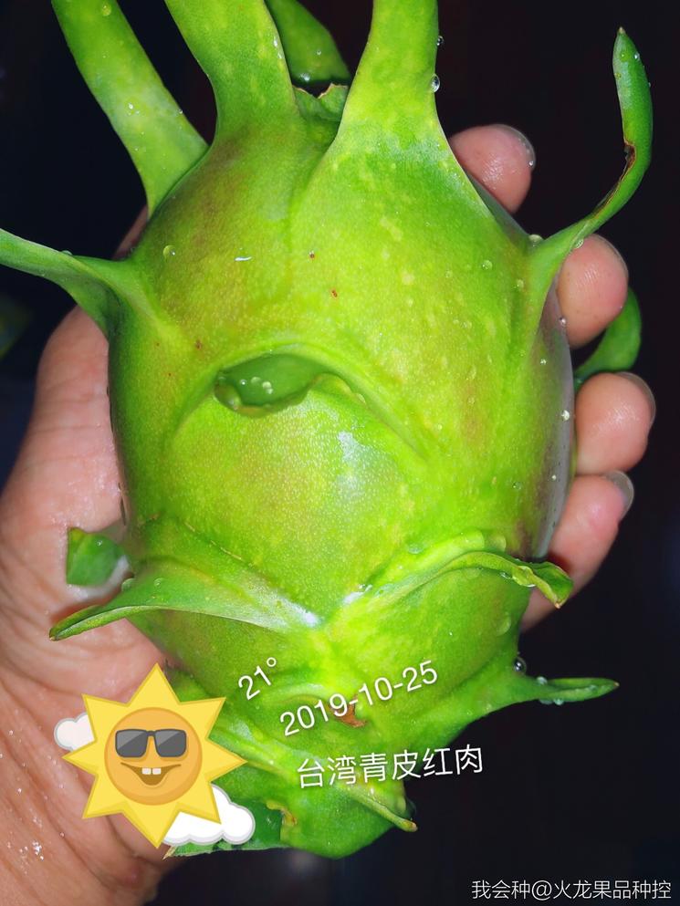 青皮火龙果你吃过吗网友这皮青的果农是怎么判断熟没熟的