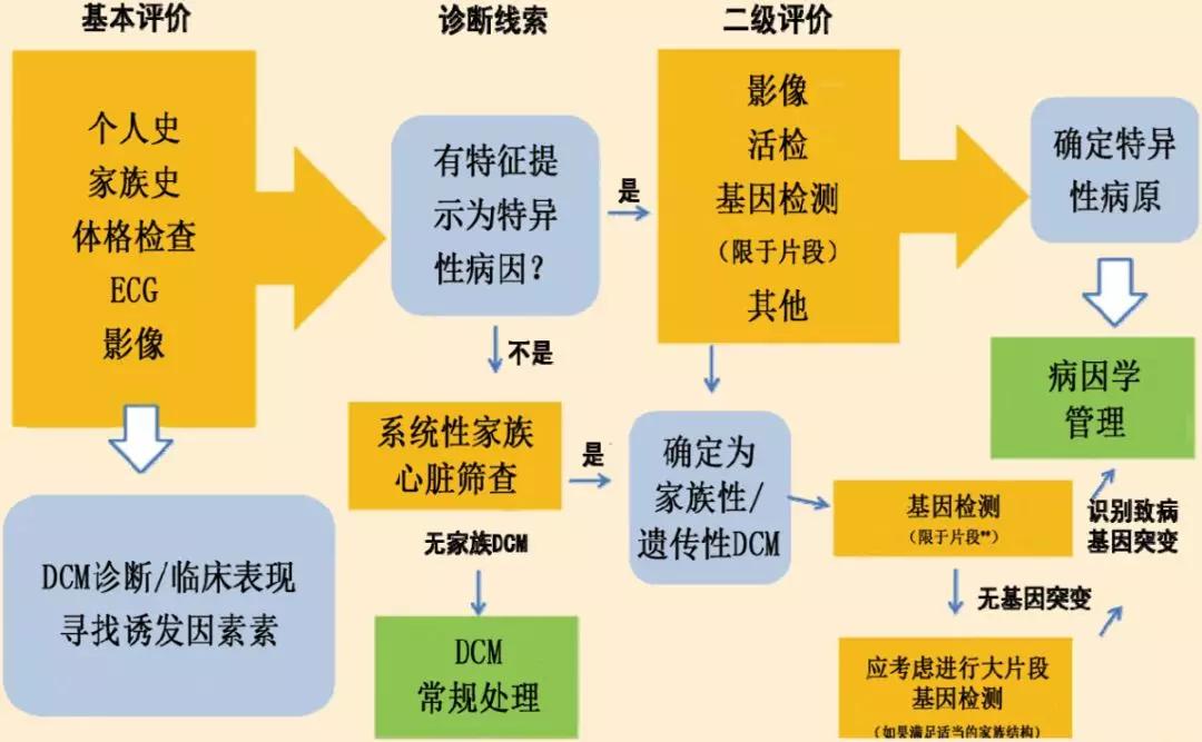 华医心诚医生集团孔令秋:扩张型心肌病的诊断流程及标准