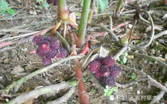 人称"地杨梅",山坡路过,请别踩踏,当前70元一两