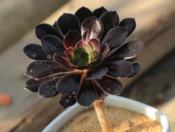 多肉黑法师美丽有神秘有莲花的外形养护简单养的人少