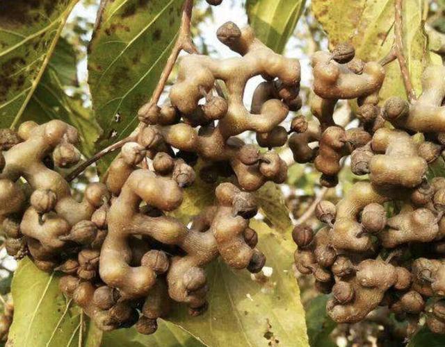 此种"果树"长在山沟里,果子比山莓奇特,人称"金钩梨",珍贵