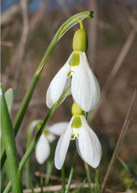 天气渐冷不如养盆雪滴花叶似韭菜开花却又美又香养护简单
