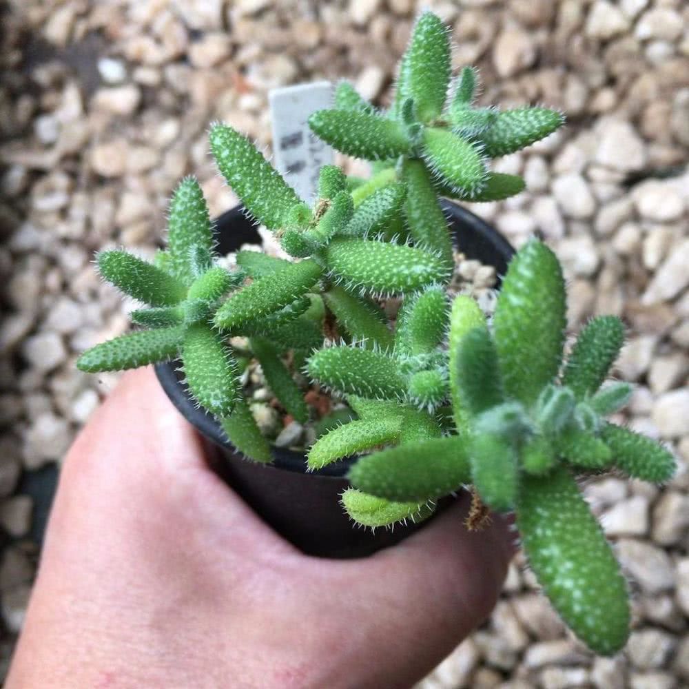 叶子上长满白色肉刺的雷童很少人养有着翠绿叶子和黄色小花