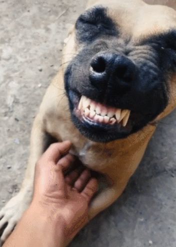 狗狗被主人挠痒痒笑出龅牙丑萌得让人笑一波