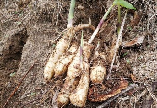 农村这种植物叶子长得像芋头,果实却像生姜,你知道它叫什么吗?