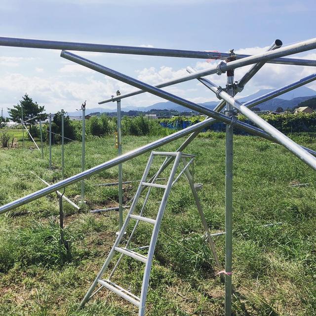 日本葡萄园水平棚架搭建介绍