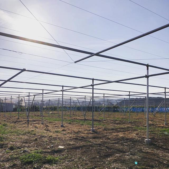 日本葡萄园水平棚架搭建介绍